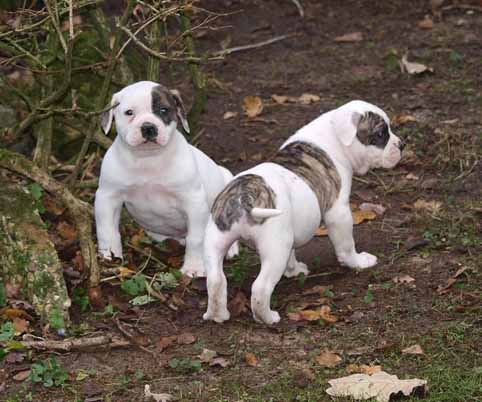 Darkenwald american bulldog